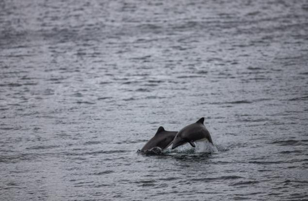 Замърсяването и птичият грип застрашават популацията на чилийските делфини
