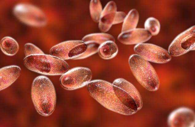 Потвърдиха устойчив на антибиотик щам на чумата в Мадагадскар, който се предава от човек на човек