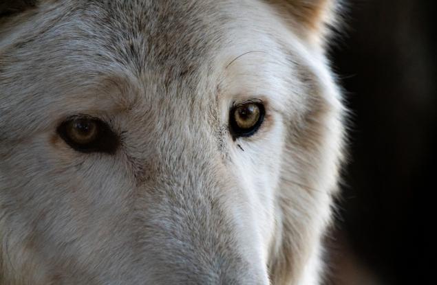 Генно инженерство възражда изчезнал вид вълк: Прекрасен, но с ограничения в природата