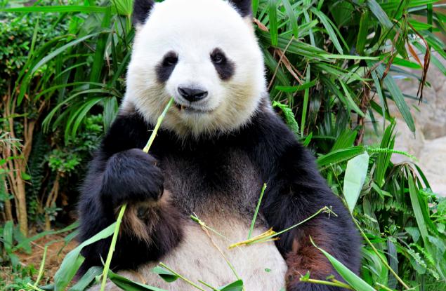 Пандата - най-лакомият бозайник
