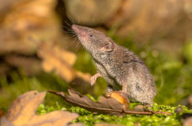 Какво представлява новият вирус Лангя, открит в Китай? Трябва ли да се притесняваме?