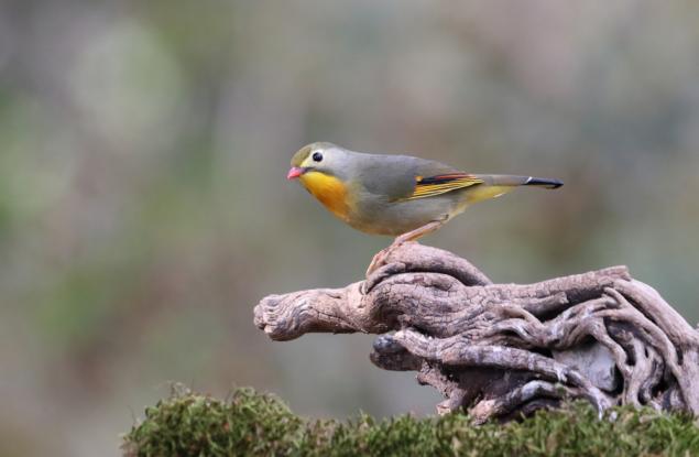 Притча за славея