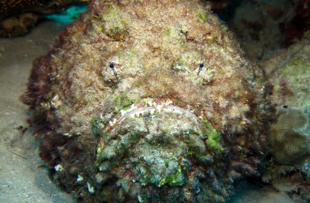 Камък, но риба