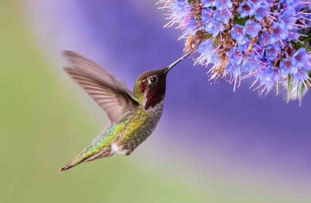 Колибрите не могат да ходят: 25 факта за света