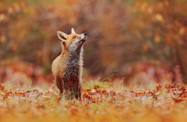 Притча за лисицата