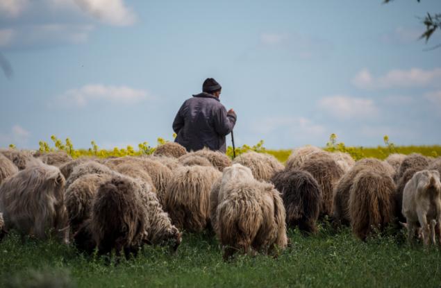 Виц: Интервю с овчар