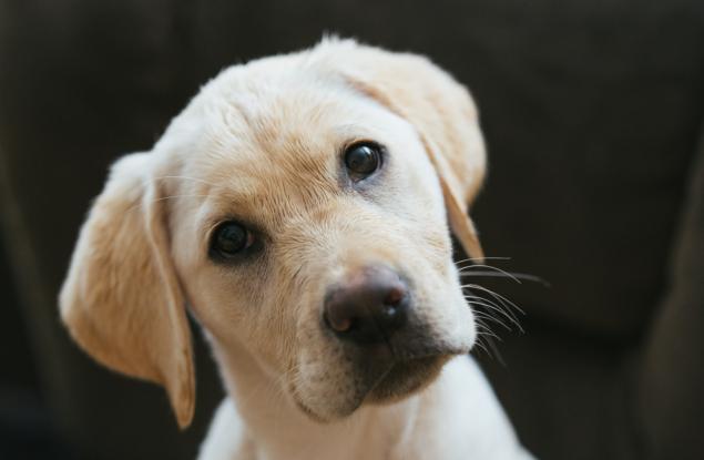 Какво всъщност се крие зад тези 6 странни неща, които прави кучето ви