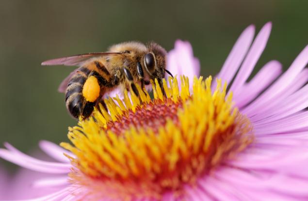 Луи Шварцберг: Скритата красота на опрашването