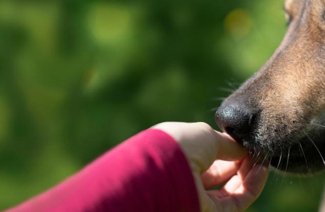 Изкуственият интелект може да помогне на хората да разберат езика на животните и да се свържат отново с природата