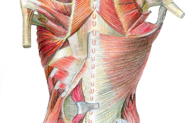 Копринени буби помагат за растежа на нови мускули
