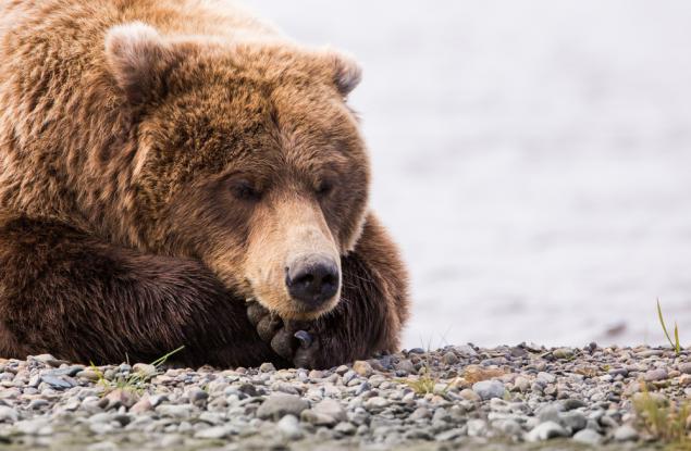 Мечките излизат от зимния си сън месец по-рано заради горещата зима