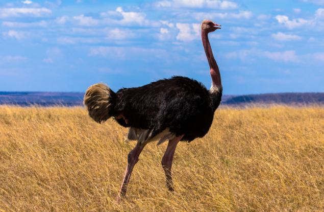 Древните щрауси и ему са можели да летят и да прекосяват океани