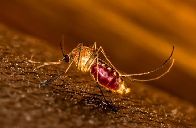 Актуално изследване разкрива кои миризми привличат и кои отблъскват комарите