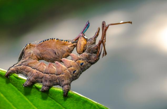 Гъсеница в отбрана