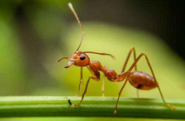 На какво ни учат мравките за мозъка, рака и интернета