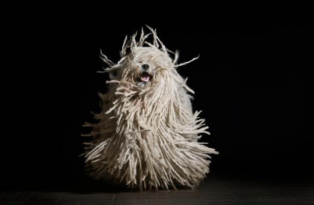 Пули – кучето с най-смешната прическа