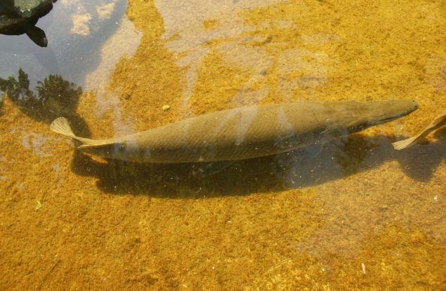Кубински учени се опитват да спасят от изчезване риба, стара колкото динозаврите