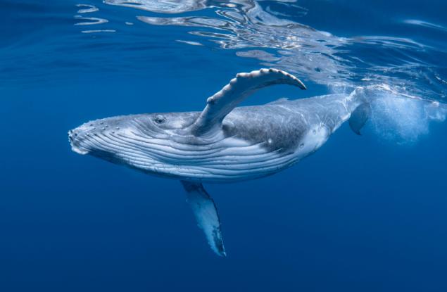 Гигантизмът е в гените на китовете