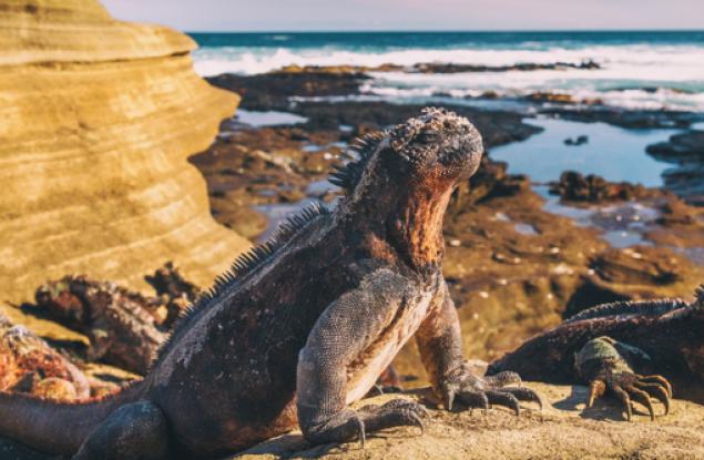 Феноменът Ел Ниньо е най-голямата заплаха за уязвимите видове на Галапагоските острови