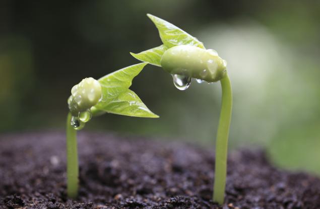 Вижте как едно бобово зрънце покълва и пораства пред очите ви за 25 дни, събрани в 3 минути