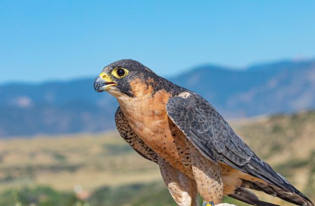 Големите хищни птици в Африка са изправени пред опасност от изчезване