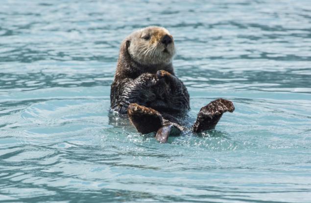 Най-малкият и най-космат морски бозайник