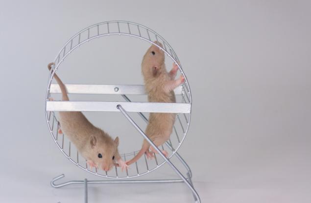 Физическата активност стимулира производството на нова сърдечна мускулна тъкан при възрастни мишки