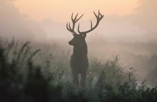 Нравът на кое животно живее във вас според зодията ви