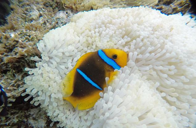 Как спят рибите?