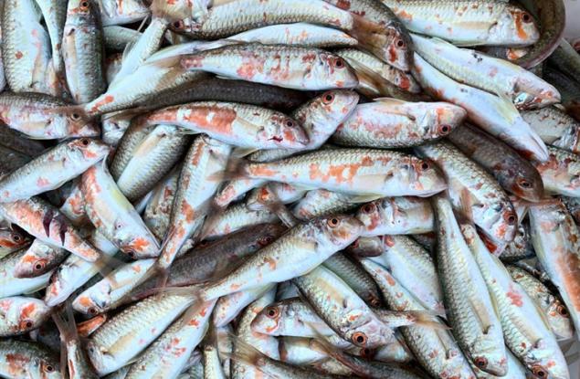 Консумацията на цели малки риби може да удължи продължителността на живота