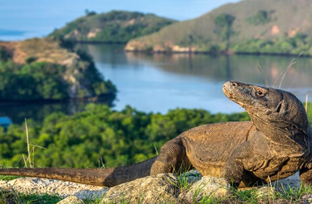 Женски варан създаде поколение без намесата на мъжки