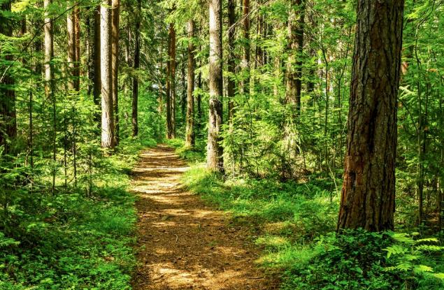 Ако днес не засадим дърво, ще има ли утре градове?