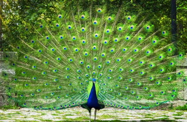 Най-красивата птица