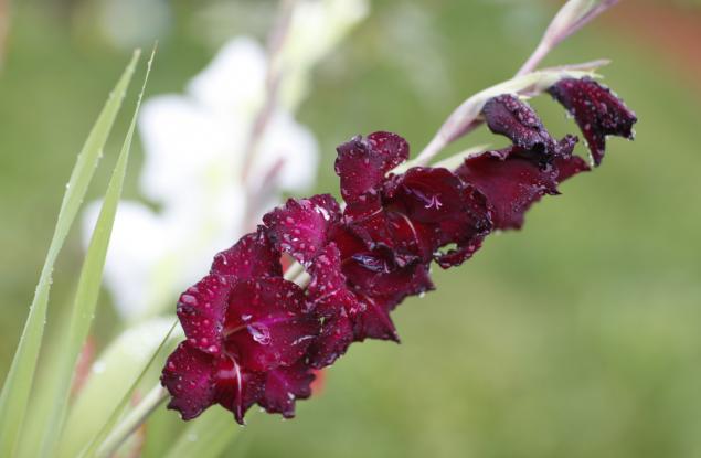 Вижте какво точно издава рожденото цвете за вашата личност