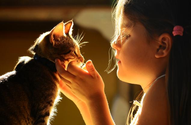 Мистериозната връзка между притежаването на котки и шизофренията е реална, твърди проучване