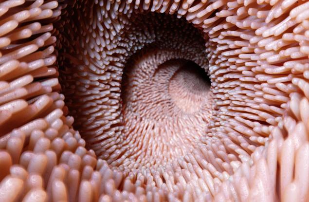 Изпражненията от млади донори обръщат процеса на свързания с възрастта упадък в червата