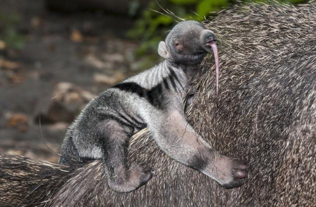 Големият мравояд държи рекорда по дълъг език в света на бозайниците