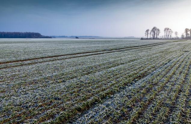 Устойчиви ли са на изменението на климата добивите при зимните житни култури?