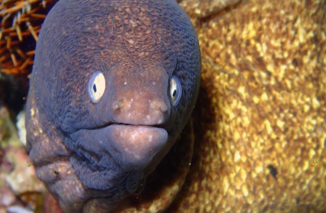 Мъж се опитва да излекува запек със змиорка в ануса си и едва не умира