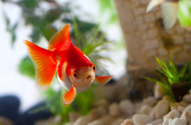 Виц: Искам бизнес, къща и кола