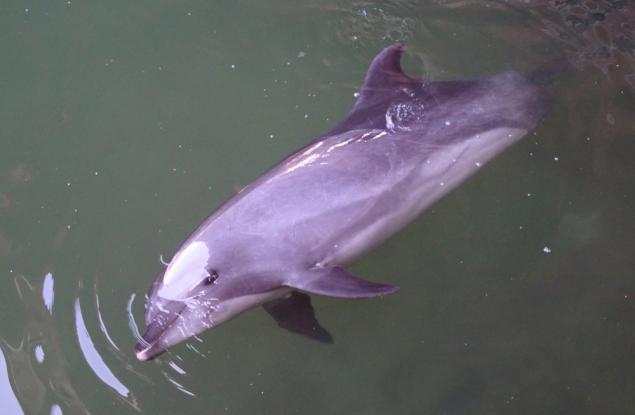 Бозайникът, който никога не спи