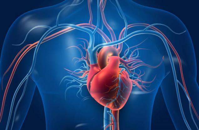 Рискът от смърт от сърдечна недостатъчност е по-висок при заклетите ергени
