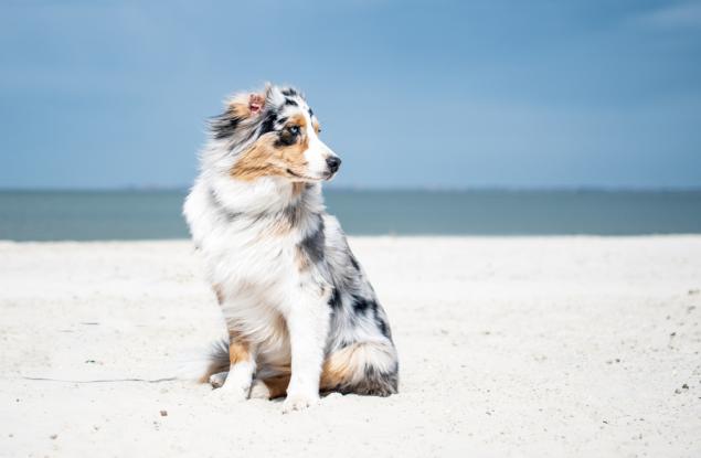 Кучетата могат да познаят стопаните си и на снимка