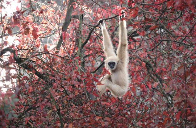 Най-бързата маймуна