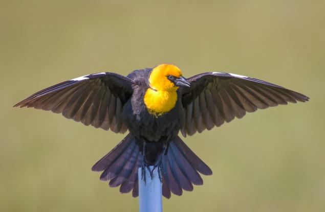 Трите съвета на мъдрата птица