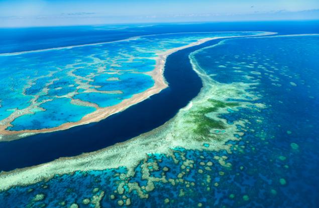 Над 90% от коралите в Големия бариерен риф са избелели