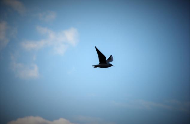 Притча за птицата