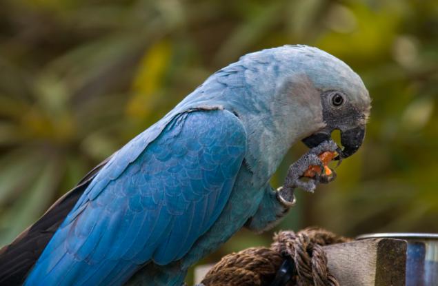 Учени предупредиха, че изчезват цели клони от дървото на живота