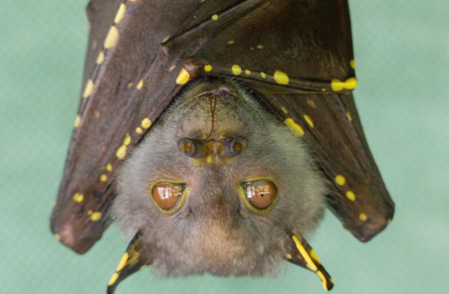 Най-древните известни скелети на прилепи хвърлят светлина върху еволюцията на летящите бозайници