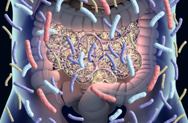 Кои чревни микроби са най-важни? Голямо изследване класира бактериите според връзката им със здравето и храненето